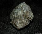 Enrolled Flexicalymene Trilobite From Ohio #499-1